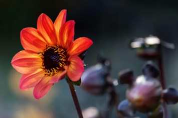 Obituary of Audrey Hughes