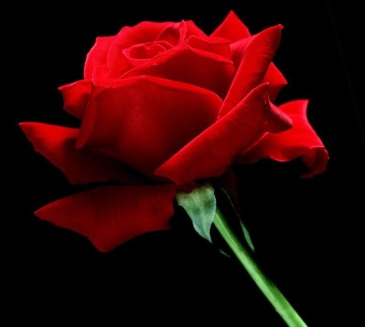 Obituary of Virginia Richman