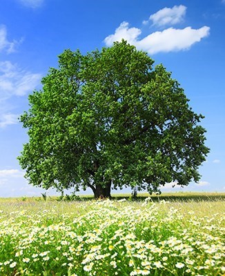 Obituario de James D. Kirk