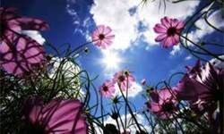 Obituary of Maria Banuelos