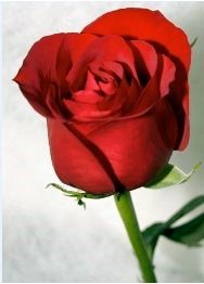 Obituary of Florence D Jackson