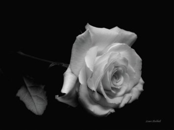 Obituary of Theresa Tess Joan Henderson Sutherland