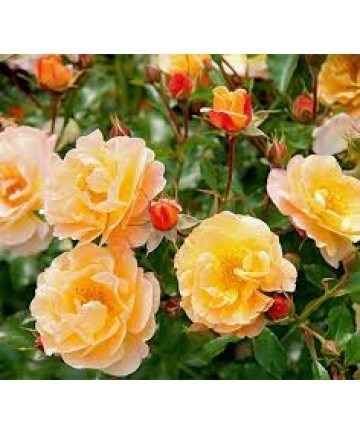 Avis de décès de Anna Irene Mary Lewis