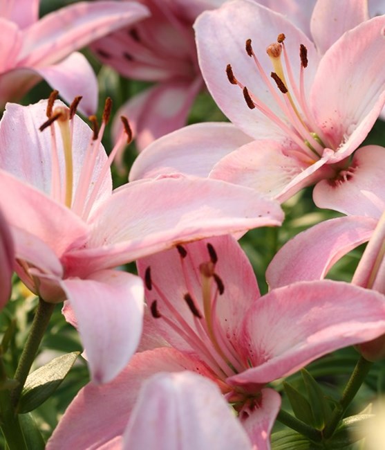 Obituary of Carol Shirley Kramar