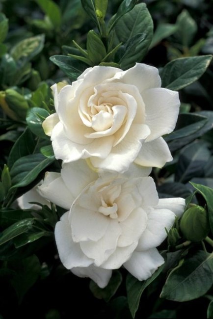 Obituary of Cynthia Colleen Teagle-Adams