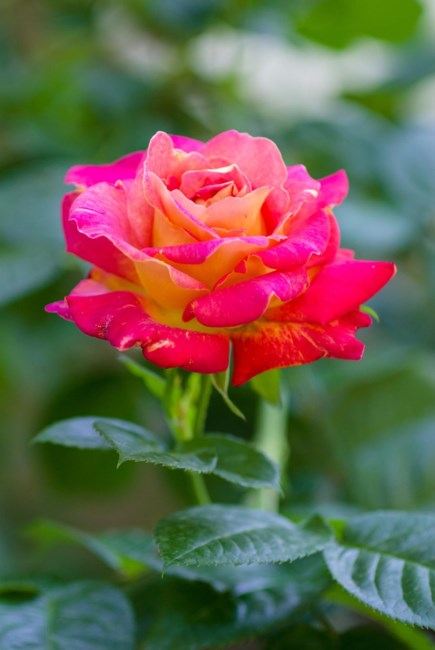 Obituary of Beverly Jean Crump