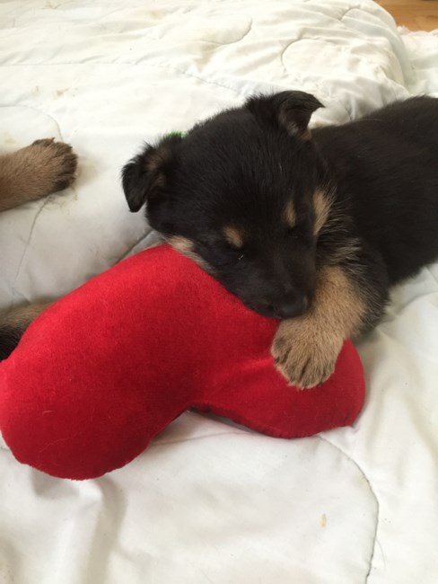 jazz haaren obituary falls church va