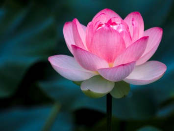 Obituary of Lydia Palumbo