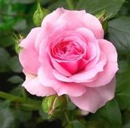 Obituary of Grace C. Malozzi