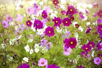 Obituary of Josephine L Beitzel