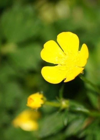 Avis de décès de Alwood Wayne Kirkness