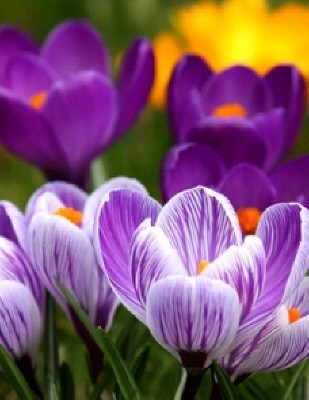 Obituary of Lorraine Mary Pagano