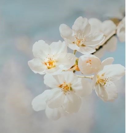 Obituario de Darlene Lucille Smith