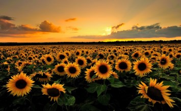 Obituary of Cecilia Jean Paris