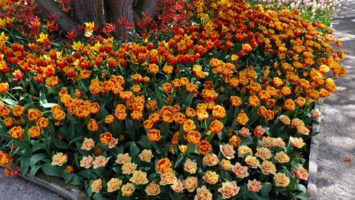 Obituary of Hansel Mark Mattila