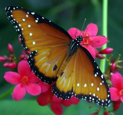 Obituary of Kathy Marie Hinson