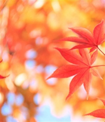 Obituary of Adela Madrid Cabrera