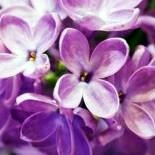 Obituary of Ann Marie Rezzonico