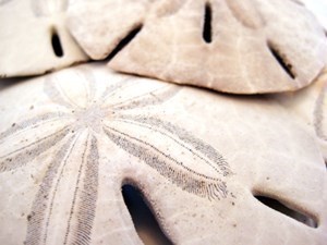 Obituary of Robert Bruce Perkins Sr.