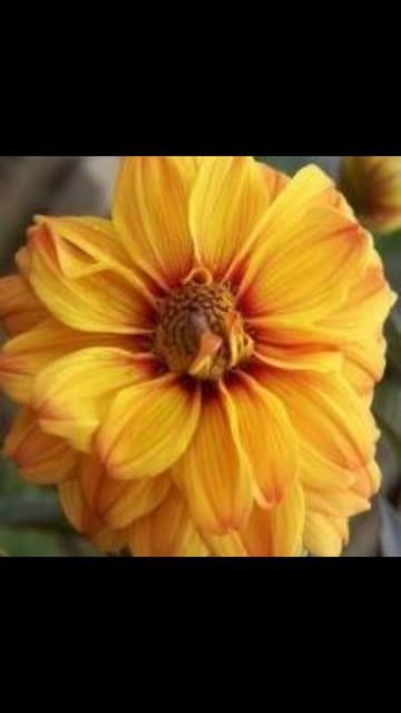 Obituary of Kristen Elizabeth Spriggs