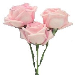 Obituary of Betty R Brown-Fleitz