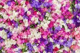 Obituary of Ann Louise Hampton