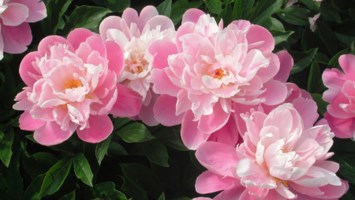 Obituary of Eva Scaglione