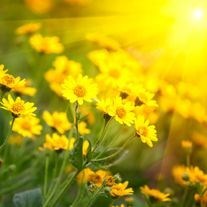 Obituary of Melinda Sue Hartman