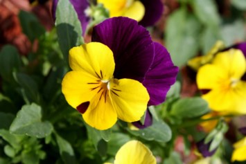 Obituary of Bridget Rose Blomberg