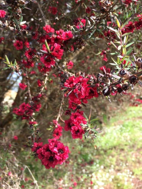 Obituary of Julia Florence Rodrigues