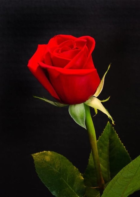 Obituario de John Edwin Hendrix