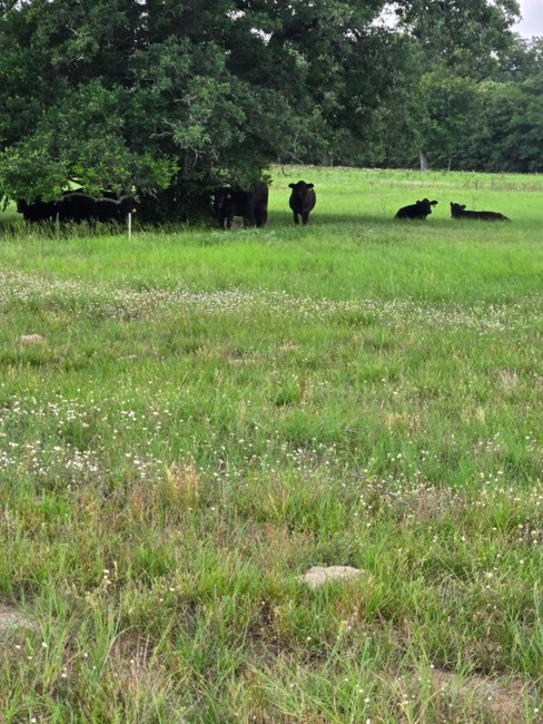 Obituary of Jesse Bradley Miracle