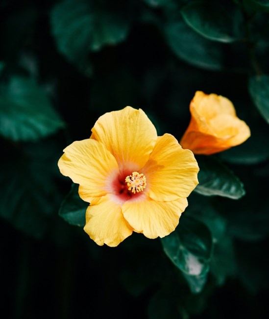Obituary of Luzviminda Amora Baclayo