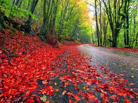 Leon Manus Obituary Nashua Nh
