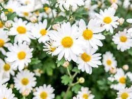 Obituary of Karyl Irene Anderson