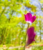 Obituary of Carol Eugene Wilkins