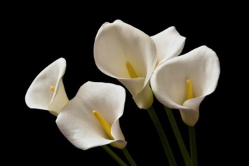 Obituary of Nhi Mac Pham