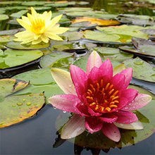 Obituary of Sandra Johnson Szymanski