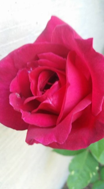 Obituary of Zelda Marie Runion Custer