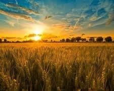 Obituary of Richard Henry Wendley