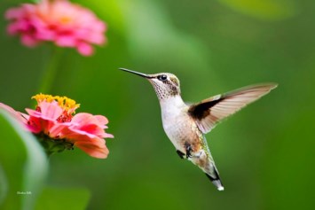 Obituary of Isabel Marie York Jr.