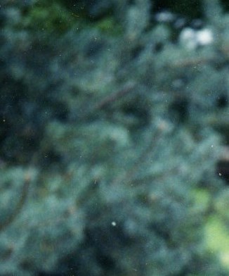 Adrianus Nieuwenstein Obituary - Halifax, NS