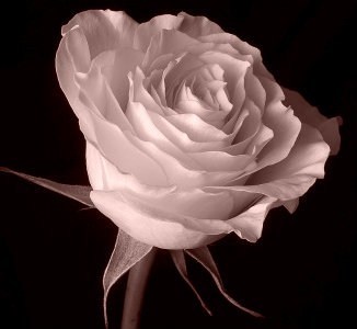 Obituary of Edith Viola Brintnall Updike