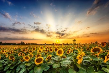 Obituary of Carolynn Elizabeth Margerum