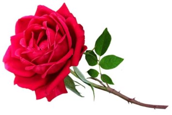 Obituary of Roslyn Kaye Stein