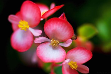 Obituario de Anne Littlefield Albert