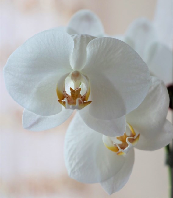 Obituary of Linda Decker Sundstrom