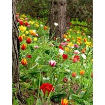 Avis de décès de Betty Jane VanDyke (Friend)