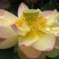 Obituary of David Duong Van Ngo