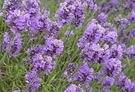 Obituary of Susan Haruko Horton